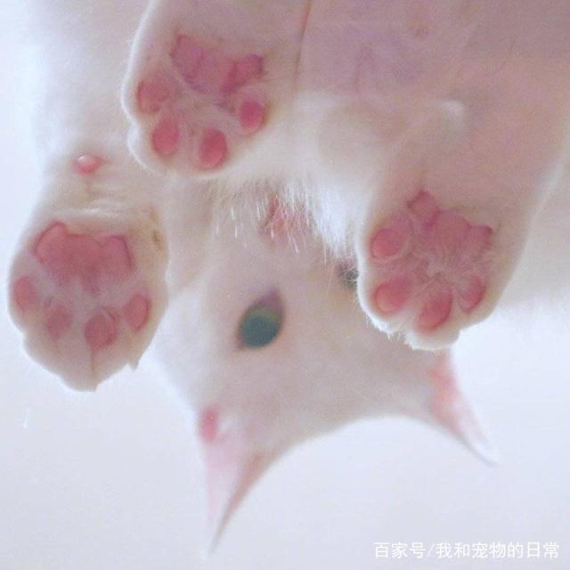 爪控不要错过,粉嫩嫩的猫爪太治愈人了!