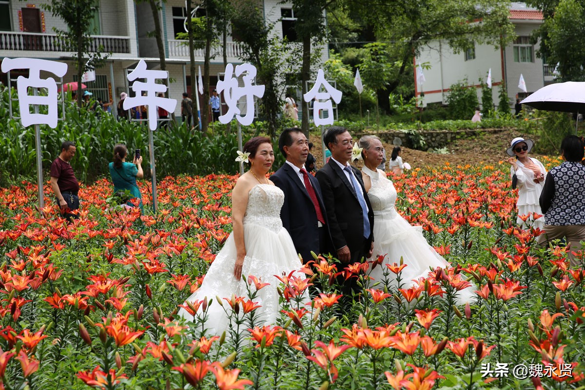 大山里盛开百合花,村里金婚老人拍浪漫婚纱照,书法家花海里泼墨