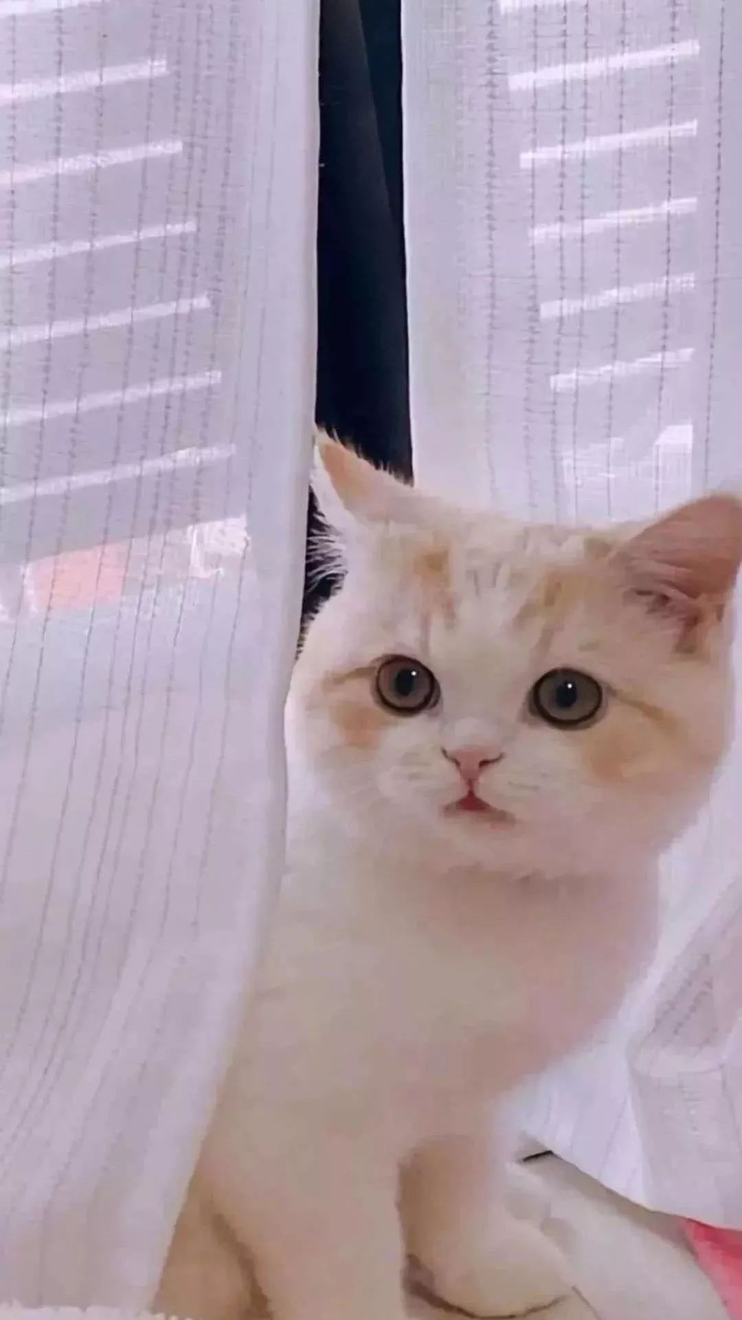 猫的照片发朋友圈说什么 35525755d7ba49eab2eba923bf19c573.jpeg