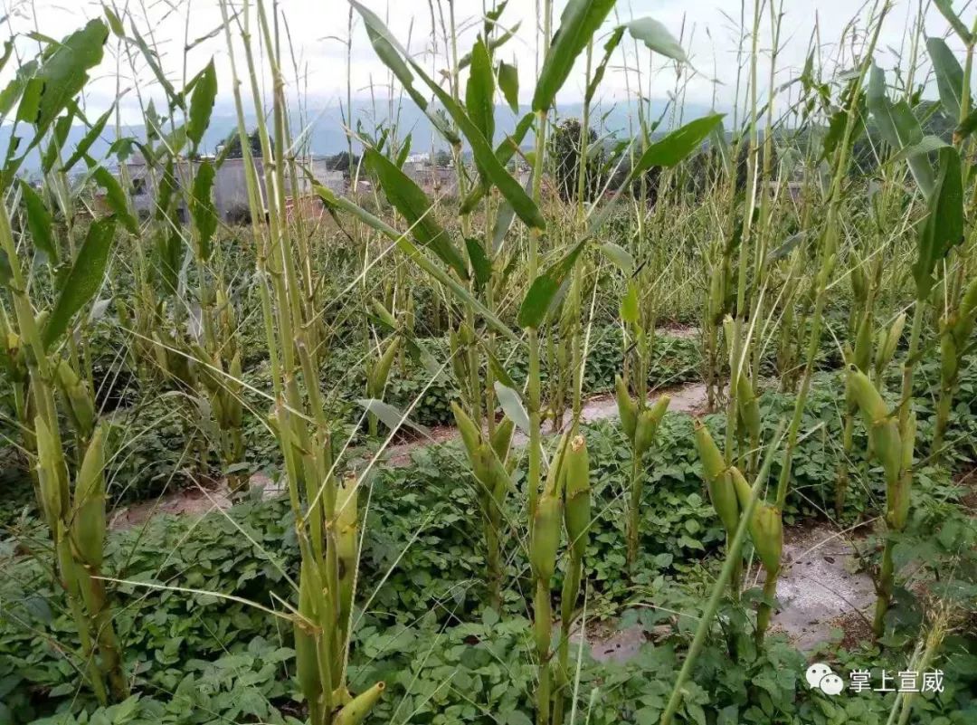 期,玉米植株高,人工防治难等实际情况,施药时间应掌握在上午9时之前