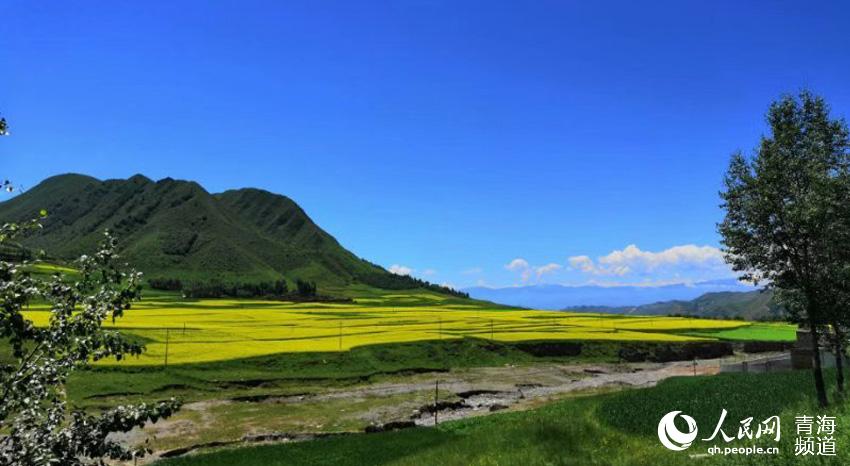 近年来,青海省化隆县把发展农业和发展乡村旅游结合起来,全力打造观光