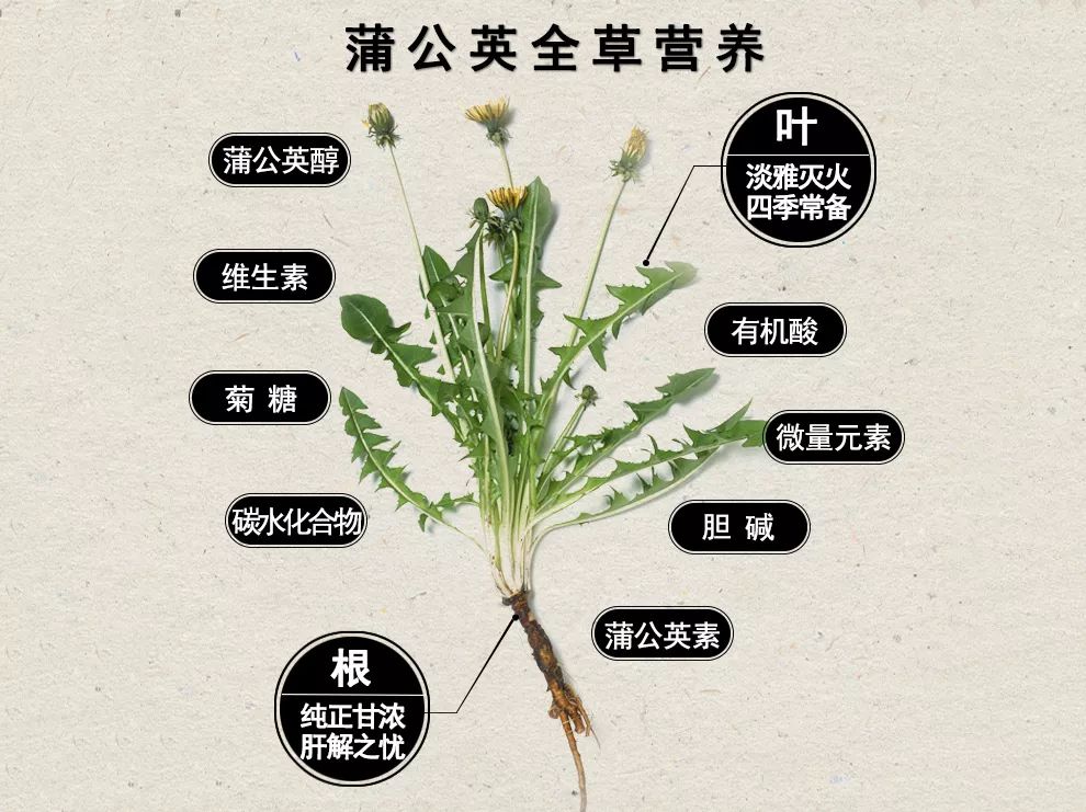 夏季排毒降肝火,多喝养肝茶!_蒲公英