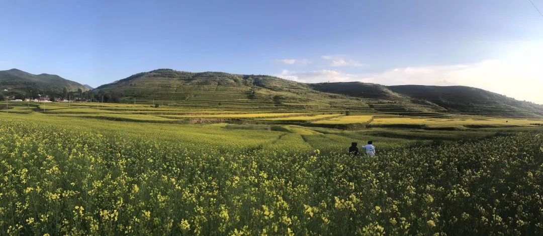 2011年通过土地流转,开始规模化种植,直到去年姚磨村冷凉蔬菜基地建成