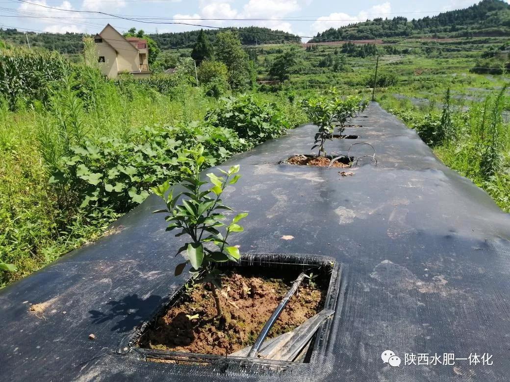 工程案例实地探访海升果业现代高标准柑橘示范园南充水肥一体化项目