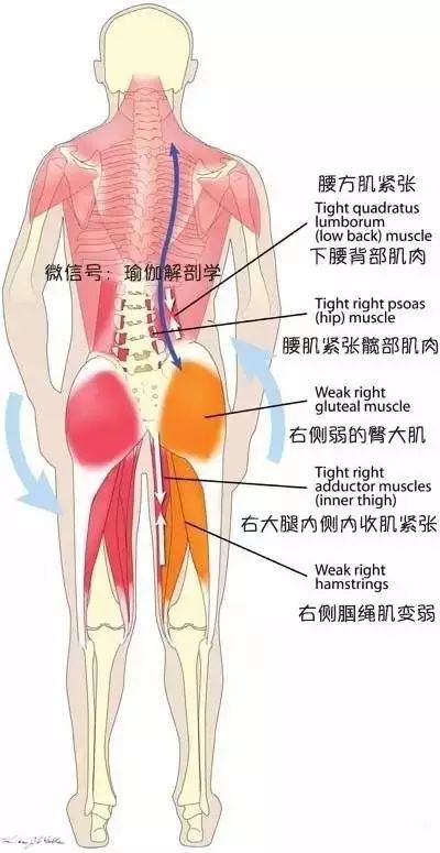 内衣勒的肋骨疼_肋骨外翻图片(3)