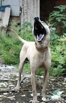 怎样挑选大猎狗 521e3a9e8a8448af90d934ba54661ba3.jpeg