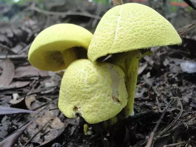 野生菌虽美味,但切记食用安全问题!