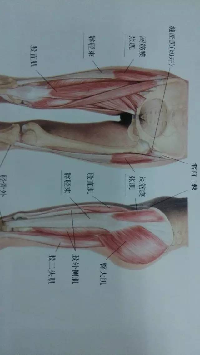 下肢,臀部疼痛的部位在腰腿痛诊断要点(上)