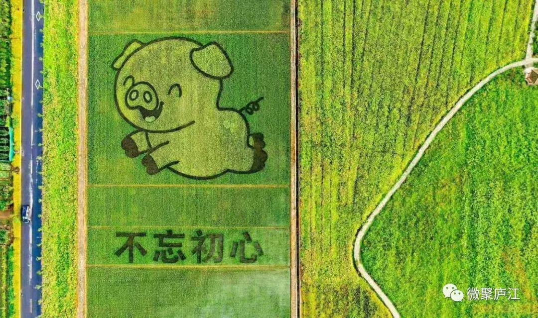 “稻”笔生花画意浓,我们种的不是水稻,是艺术!来庐江看稻田画,约吗? 龙八国际娱乐