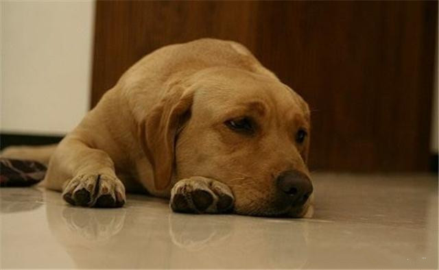 狗为啥会细小 6d5f2278d8c1479a86439500c1ca2563.jpeg