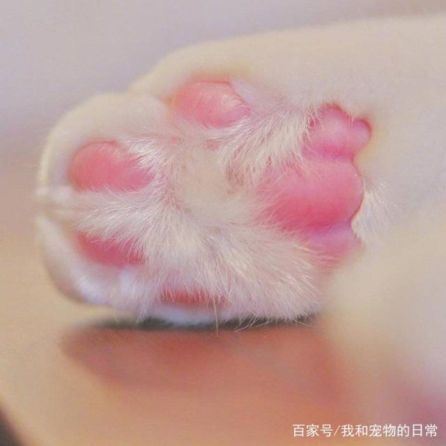 爪控不要错过,粉嫩嫩的猫爪太治愈人了!