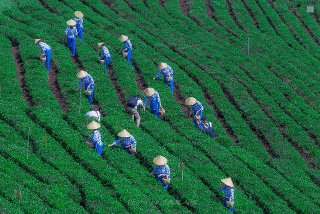 初访信阳，寻“绿茶之王”茶文化历史之旅