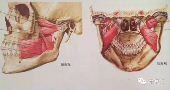 舌骨肌缝和舌骨体;颏舌骨肌,位于下颌舌骨肌的上方,起自下颌骨颏棘,向