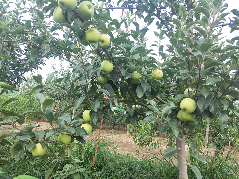 鲁丽苹果树夏季管理重点你知道吗