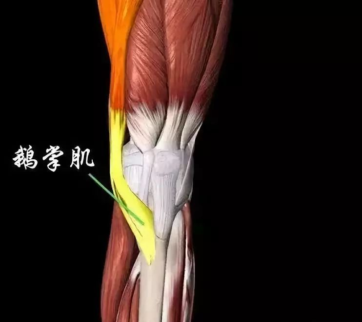 位于膝盖前内侧,由三条肌肉组成:缝匠肌,骨薄肌及半腱肌构成,发炎