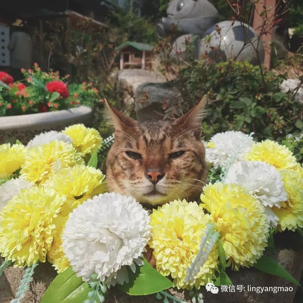 韩国一家猫咪庭院式咖啡馆,里面有上百只猫陪你席地而坐一起野餐.