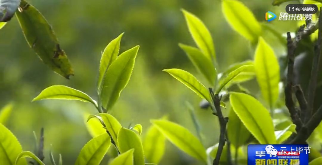 纳雍姑箐茶的这些典故你知道多少