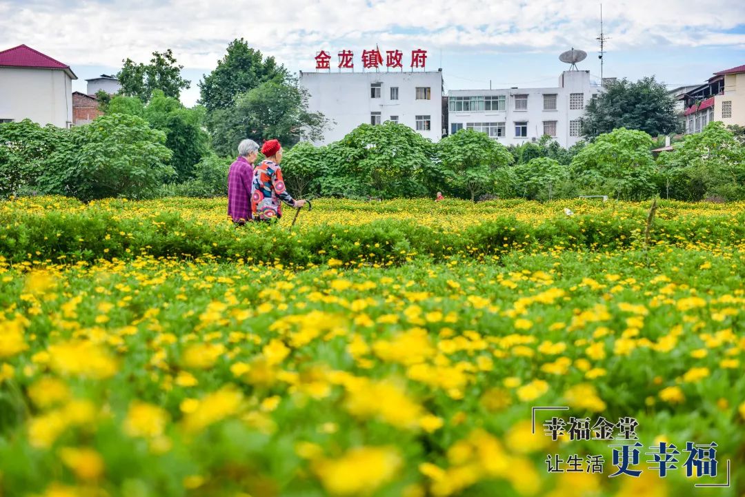 金龙镇,宝藏般的乡镇这里不仅有远销欧洲的金龙灯笼还有四季常开的