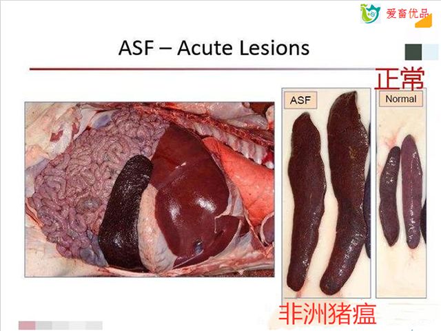 脾脏:肿大到正常的3-5倍,梗死,整个脾脏发紫,质地脆弱●淋巴结组织