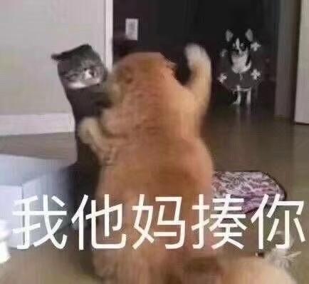 猫咪威胁表情包|你说完了没有