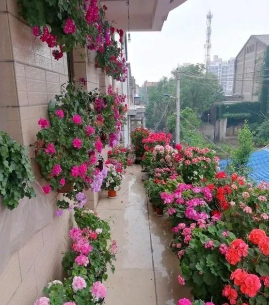 盆栽花卉大全大图 9a4d85d373ea4639ad345fa8a9ea4a9a.jpeg