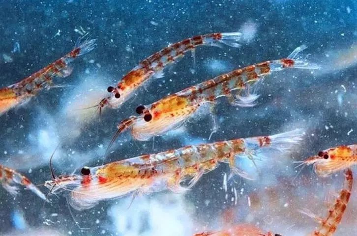 吃货团南极磷虾烤虾皮无污染纯野生自然无添加无盐虾干补钙最佳