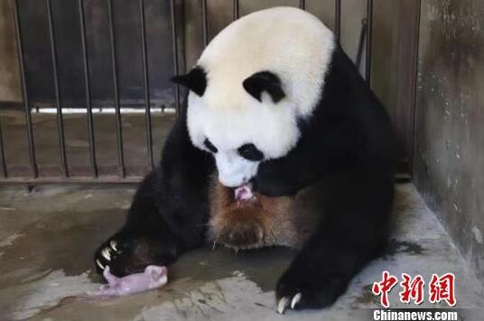 大熊猫"珠珠"生下龙凤胎 陕西圈养大熊猫达23只