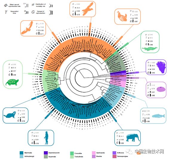 生命周期之谜:科学家绘制出121种动物的生命周期 www.v118.com 生命周期之谜:科学家绘制出121种动物的生命周期 v118.com