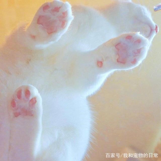 爪控不要错过,粉嫩嫩的猫爪太治愈人了!