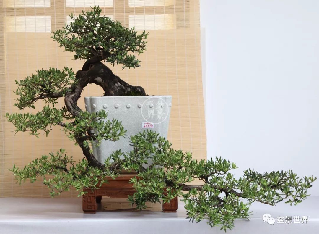 植孟阳 流金岁月 金弹子