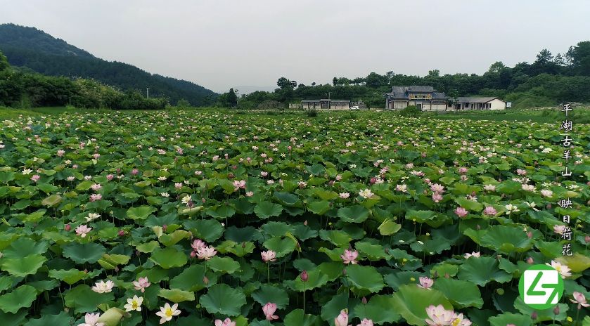 航拍罗田1分钟 | 平湖古羊山:映日荷花 等你来赏