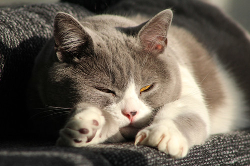 猫吃消炎药后吐,猫吃人的消炎药吐