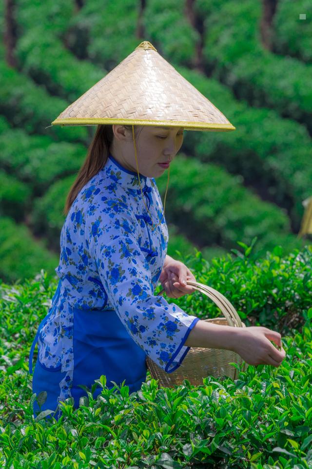 初访信阳，寻“绿茶之王”茶文化历史之旅