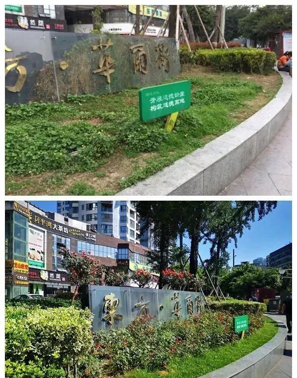 10万绿植 鲜花包围你 月季 蔷薇 三角梅 就在绵阳人家门口 绿化