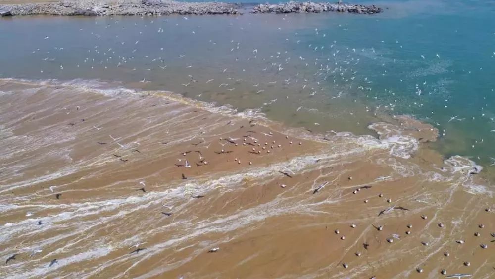 "海龙湾"项目竣工,日照新增46万㎡沙滩