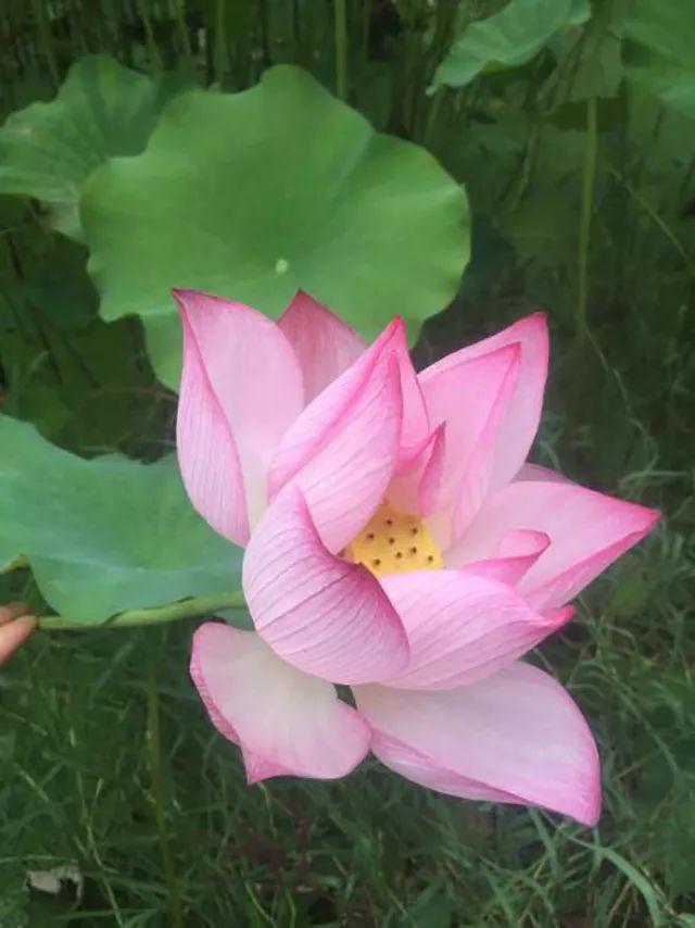 在靠近西门的数个小池塘里,满满当当的荷叶,荷花长势喜人,荷花均为粉