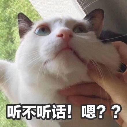 猫咪威胁表情包|你说完了没有