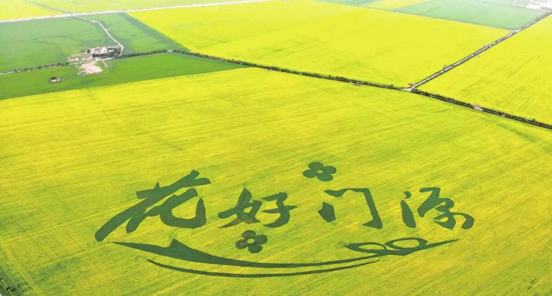 七月就该去门源,60万亩油菜花盛开!_青海