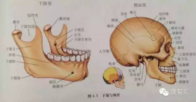解剖图解下颌的解剖与运动生理