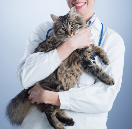 猫咪上厕所老是叫,突然变得不亲人,猫砂结团特