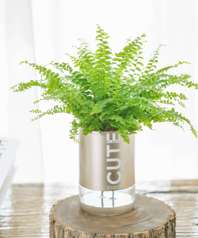 网红绿植19.9元=2株植物 2只花瓶