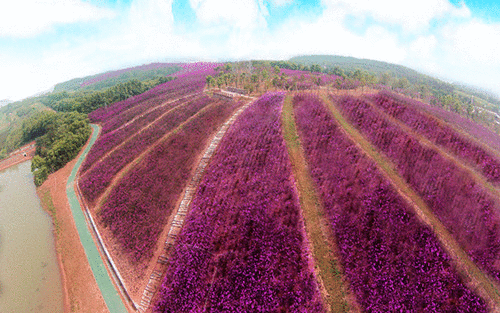 360°全景曝光!七彩曹山的百亩紫薇花海,美的如梦似幻!