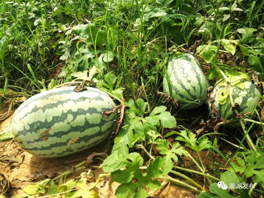 买西瓜怎么挑又甜又熟又脆 ecc35d8e2f7a4a4286fa726d08fc69bb.jpeg