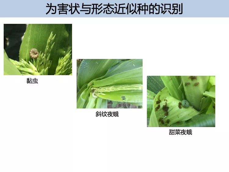 婆婆丁怎么识别 f23a56a3372a411b81f03c4900a438f0.jpeg