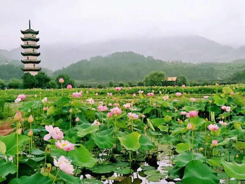 景区内植有5000多亩宣莲,1000多个荷花品种,远眺"十里荷花翻彩浪",近