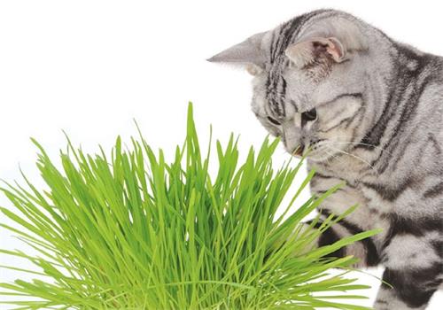 养宠知识:猫吃生蛋黄还是蛋清能吐毛