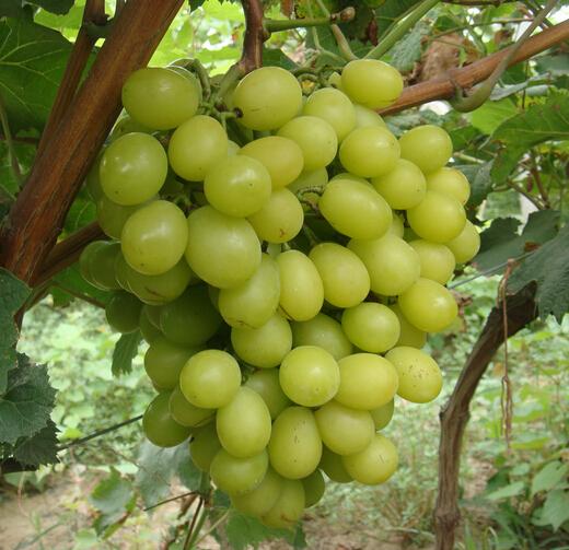 阳光玫瑰葡萄苗栽植技术 008091930d1a4b1ebfb99acb183ada8d.jpeg