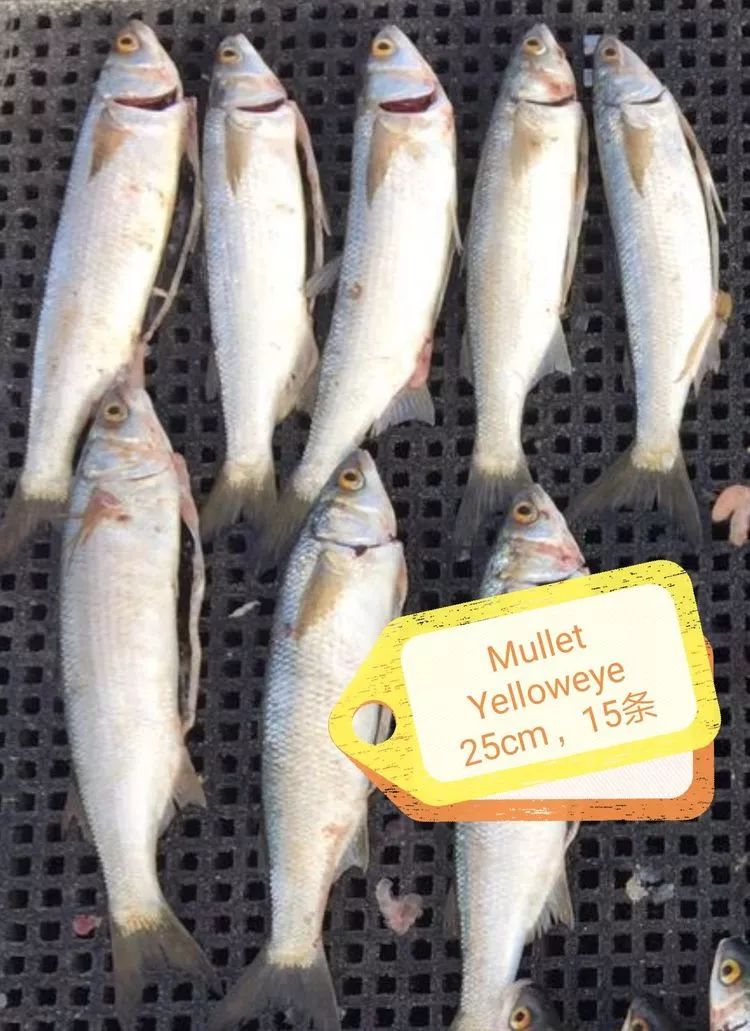 yelloweye mullet↓↓尺寸:≥25cm,每人限钓15条.