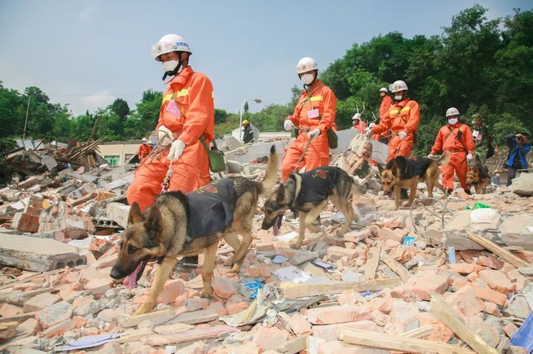 探秘搜救犬培训基地 看"搜索行家"如何炼成