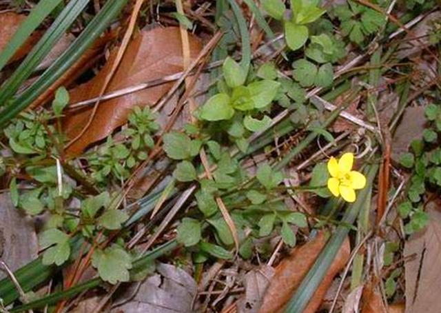 猫爪草长啥样图片 0be617e730944f5b988ddb2a7cb25471.jpeg